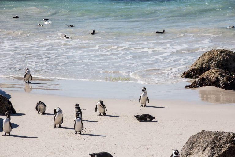 Excursión a Boulders Beach y Cabo de Buena Esperanza