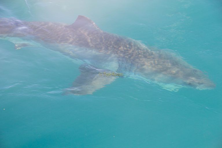 Shark Cage Diving en Gansbaai!