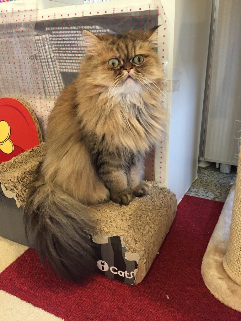 Visita un CatCafe en Tokio
