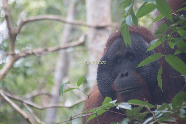 Orangutanes en la jungla (Kalimantan – Borneo)